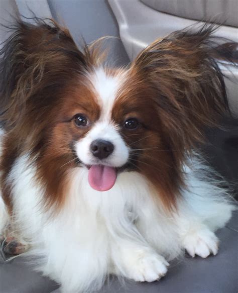 a breed apart papillons